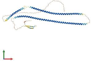 AlphaFold protein structure predicition of Mouse Recombinant Krt28 Protein, UniprotID A6BLY7