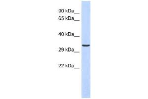WB Suggested Anti-Vax1 Antibody Titration:  0. (VAX1 antibody  (N-Term))