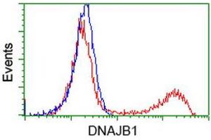 HEK293T cells transfected with either RC201762 overexpress plasmid (Red) or empty vector control plasmid (Blue) were immunostained by anti-DNAJB1 antibody (ABIN2454093), and then analyzed by flow cytometry. (DNAJB1 antibody)