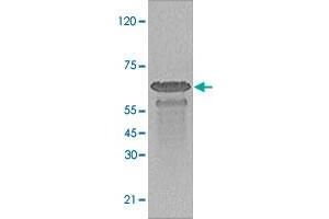 The whole cell lysate derived from serum starved HEK 293 was immunoblotted by Prkaa1 (phopho S79) polyclonal antibody .