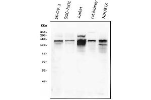 Western blot analysis of KAT13A/SRC1 using anti-KAT13A/SRC1 antibody (ABIN3042385). (NCOA1 antibody  (AA 614-826))