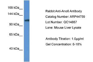 WB Suggested Anti-Ano6 Antibody   Titration: 1.