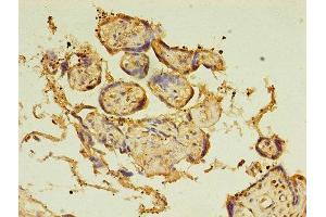 Immunohistochemistry of paraffin-embedded human placenta tissue using ABIN7145885 at dilution of 1:100 (BTN3A1 antibody  (AA 30-254))