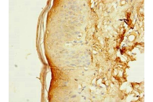 Solute Carrier Family 38, Member 7 (SLC38A7) (AA 1-55) antibody