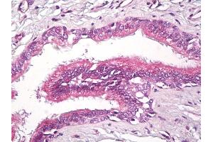 Anti-RAP2 antibody IHC of human lung, respiratory epithelium. (RAP2A antibody  (AA 140-190))