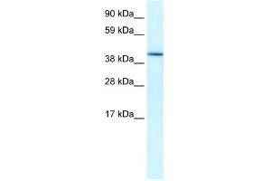 WB Suggested Anti-HIF1AN Antibody Titration:  0. (HIF1AN antibody  (Middle Region))