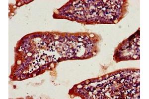 Immunohistochemistry of paraffin-embedded human small intestine tissue using ABIN7157208 at dilution of 1:100 (Kallikrein 2 antibody  (AA 25-261))