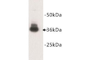 Western Blotting (WB) image for anti-Glycophorin A (GYPA) antibody (ABIN1854907) (CD235a/GYPA antibody)