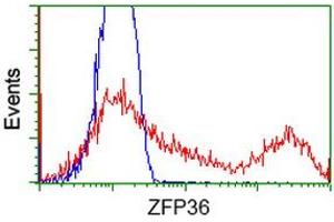 HEK293T cells transfected with either RC202049 overexpress plasmid (Red) or empty vector control plasmid (Blue) were immunostained by anti-ZFP36 antibody (ABIN2454206), and then analyzed by flow cytometry. (ZFP36 antibody)