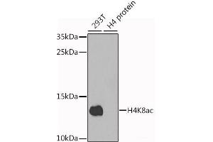 Western blot analysis of extracts of various cell lines using Acetyl-Histone H4-K8 Polyclonal Antibody at dilution of 1:1000. (Histone H4 antibody  (acLys8))