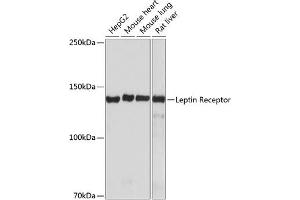 Western blot analysis of extracts of various cell lines, using Leptin Receptor antibody (ABIN7268210) at 1:1000 dilution. (Leptin Receptor antibody)