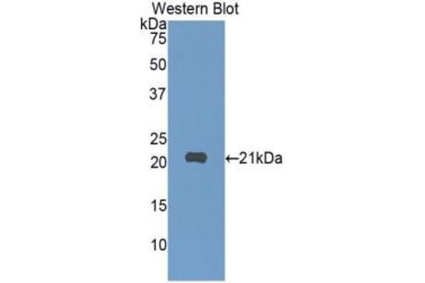 SIGLEC10 antibody  (AA 571-697)