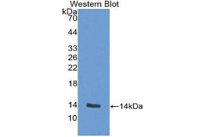 Western Blotting (WB) image for anti-Fatty Acid Binding Protein 3, Muscle and Heart (FABP3) (AA 1-133) antibody (ABIN3201584)
