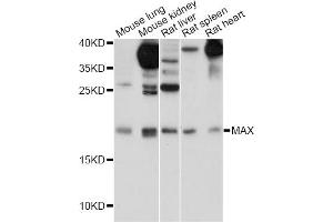 Western blot analysis of extracts of various cell lines, using MAX antibody (ABIN5995724) at 1/1000 dilution. (MAX antibody)