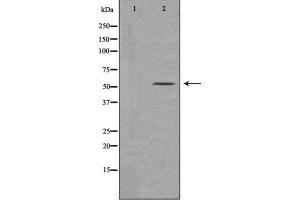 Western blot analysis of extracts of various cell lines, using MSR1 antibody.