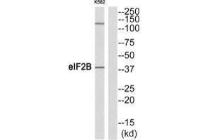 Western blot analysis of extracts from K562 cells, using eIF2B (Ab-67) antibody. (EIF2S2 antibody  (N-Term))