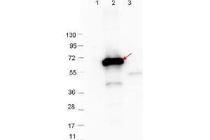 Western Blot showing detection of 0. (Crasp-2 antibody)