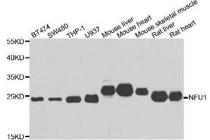 Western blot analysis of extracts of various cell lines, using NFU1 antibody. (NFU1 antibody  (AA 1-230))