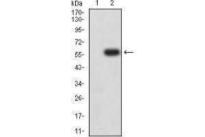 Western blot analysis using Dynamin-2 mAb against HEK293 (1) and Dynamin-2 (AA: 520-744)-hIgGFc transfected HEK293 (2) cell lysate. (DNM2 antibody  (AA 520-744))