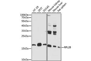 Western blot analysis of extracts of various cell lines, using RPL28 antibody (ABIN7270001) at 1:1000 dilution. (RPL28 antibody  (AA 1-100))