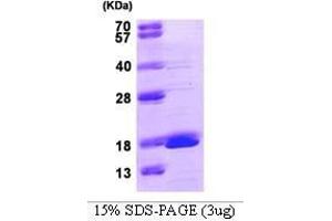 Figure annotation denotes ug of protein loaded and % gel used. (GMFG Protein (AA 1-142))