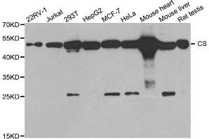 Western blot analysis of extracts of various cell line, using CS antibody.