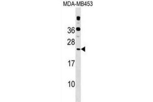 Western Blotting (WB) image for anti-Polymerase (RNA) II (DNA Directed) Polypeptide D (POLR2D) antibody (ABIN2999288) (POLR2D antibody)