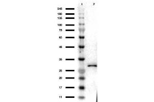 Western Blotting (WB) image for anti-Red Fluorescent Protein (RFP) antibody (ABIN964932)