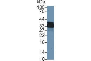 Western Blot; Sample: Canine Stomach lysate; Primary Ab: 1µg/ml Rabbit Anti-Canine ANXA4 Antibody Second Ab: 0. (Annexin IV antibody  (AA 3-156))