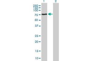 Western Blot analysis of ENPP5 expression in transfected 293T cell line by ENPP5 MaxPab polyclonal antibody. (ENPP5 antibody  (AA 1-477))