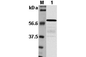 Western blot analysis using anti-Listeria sp. (Listeria Monocytogenes, P60 antibody)