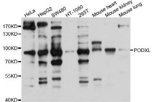 Western blot analysis of extract of various cells, using PODXL antibody.