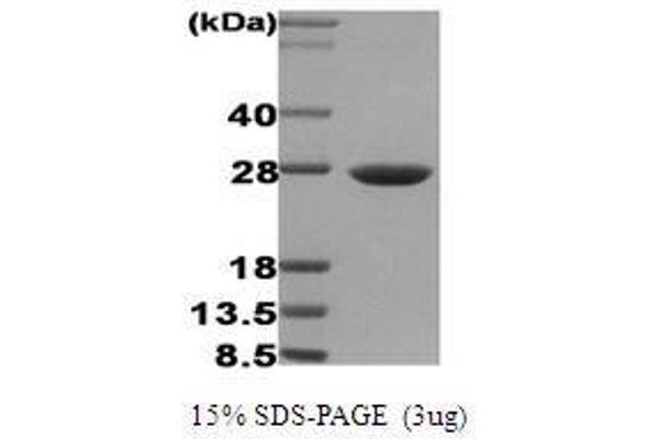 HSP27 Protein