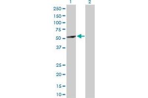 Western Blot analysis of ABAT expression in transfected 293T cell line by ABAT MaxPab polyclonal antibody. (ABAT antibody  (AA 1-500))