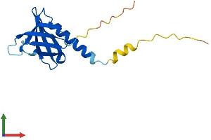 Protein Structure (PS) image for Pleckstrin Homology-Like Domain, Family A, Member 2 (PHLDA2) (AA 1-144) protein (His tag) (ABIN7562232)