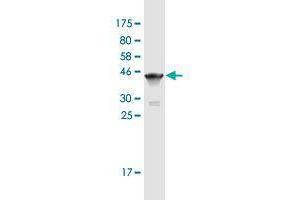 Western Blot detection against Immunogen (37. (Titin antibody  (AA 1-110))