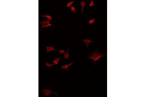 ABIN6275165 staining HT29 by IF/ICC. (GDF7 antibody  (Internal Region))