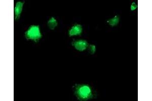 Anti-TMPRSS5 mouse monoclonal antibody (ABIN2454958) immunofluorescent staining of COS7 cells transiently transfected by pCMV6-ENTRY TMPRSS5 (RC223774). (TMPRSS5 antibody)