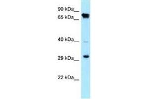 Image no. 1 for anti-Cyclin-Dependent Kinase 4 (CDK4) (C-Term) antibody (ABIN6747918) (CDK4 antibody  (C-Term))