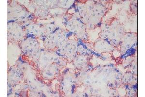 Image no. 1 for anti-CD46 (CD46) antibody (ABIN379988) (CD46 antibody)