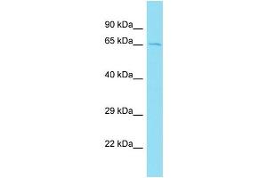 Host: Rabbit Target Name: CCDC173 Sample Type: MCF7 Whole Cell lysates Antibody Dilution: 1. (CCDC173 antibody  (C-Term))