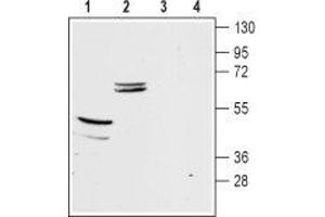 Western blot analysis of mouse brain (lanes 1 and 3) and kidney (lanes 2 and 4) membranes: - 1,2. (KIR5.1 antibody  (C-Term, Intracellular))