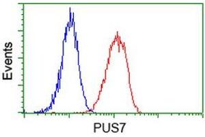 Image no. 5 for anti-Pseudouridylate Synthase 7 Homolog (PUS7) antibody (ABIN1500514) (PUS7 antibody)