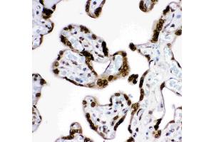 Anti-  MAD1 Picoband antibody, IHC(P): Human Placenta Tissue (MAD1L1 antibody  (AA 362-632))