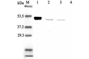 Western blot analysis using anti-IDO (human), mAb (ID 177)  at 1:2'000 dilution. (IDO1 antibody)
