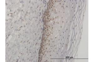 Immunoperoxidase of monoclonal antibody to FOXL1 on formalin-fixed paraffin-embedded human uterine cervix. (FOXL1 antibody  (AA 132-240))