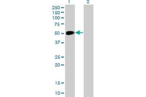 Western Blot analysis of NEUROD1 expression in transfected 293T cell line by NEUROD1 monoclonal antibody (M01), clone 3H8. (NEUROD1 antibody  (AA 201-300))