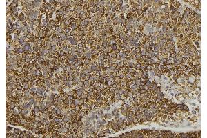 ABIN6278294 at 1/100 staining Human pancreas tissue by IHC-P. (WNT16 antibody  (C-Term))