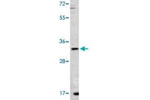 Western blot analysis of mouse lung tissue lysate (35 ug/lane) with ZFP42 polyclonal antibody . (ZFP42 antibody  (N-Term))