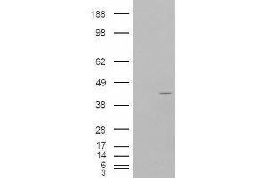 HEK293 overexpressing P40PHOX and probed with ABIN2564050 (mock transfection in first lane). (NCF4 antibody  (Internal Region))
